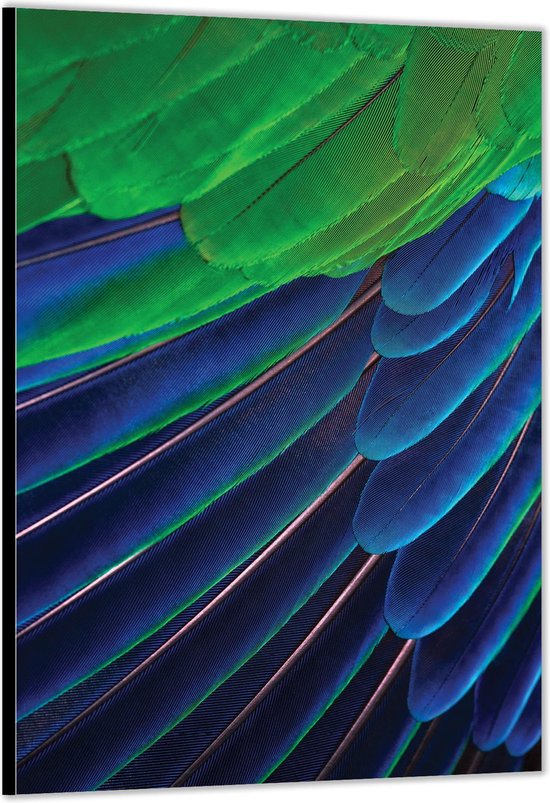 Dibond –Papegaaiveren in het Blauw/Groen– 60x90cm Foto op Aluminium (Wanddecoratie van metaal)