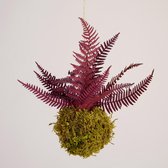 Onderhoudsvrije Kokedama - moskleur: Spring Green - afm. 9 cm - bordeaux varen