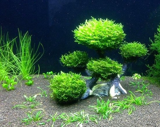 Opname Overblijvend Zeemeeuw Dennerle Mos Bonsai Boom - Aquarium Decoratie | bol.com