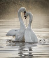 Schilderij -  Zwanen liefde ,  2 maten, Premium print