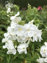 6 x Phlox paniculata 'White Admiral' - Vlambloem - P9 Pot (9 x 9cm) - Dima Vaste Planten