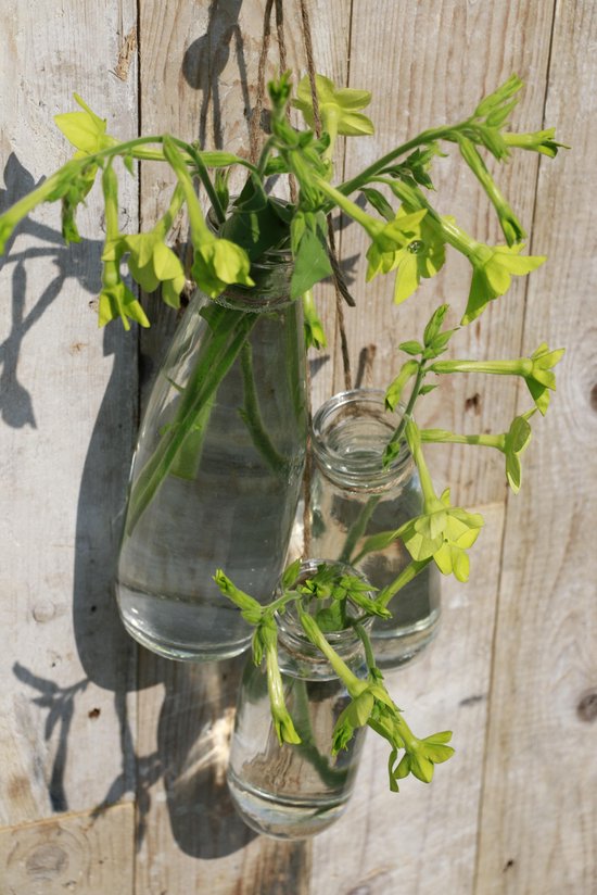 6x Melkfles Glas - Glazen Fles met Kurk - Ø7 x H21 cm - 500ml van Merkloos — afbeelding 4