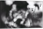 Dibond –Takjes met spinnenweb Zwart - Wit-60x40 Foto op Aluminium (Wanddecoratie van metaal)