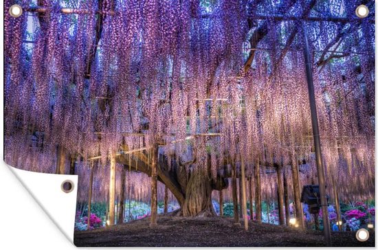 Affiche de jardin Wisteria et un arbre 90x60 cm - Toile de jardin / Toile d'extérieur / Peintures d'extérieur (décoration de jardin)