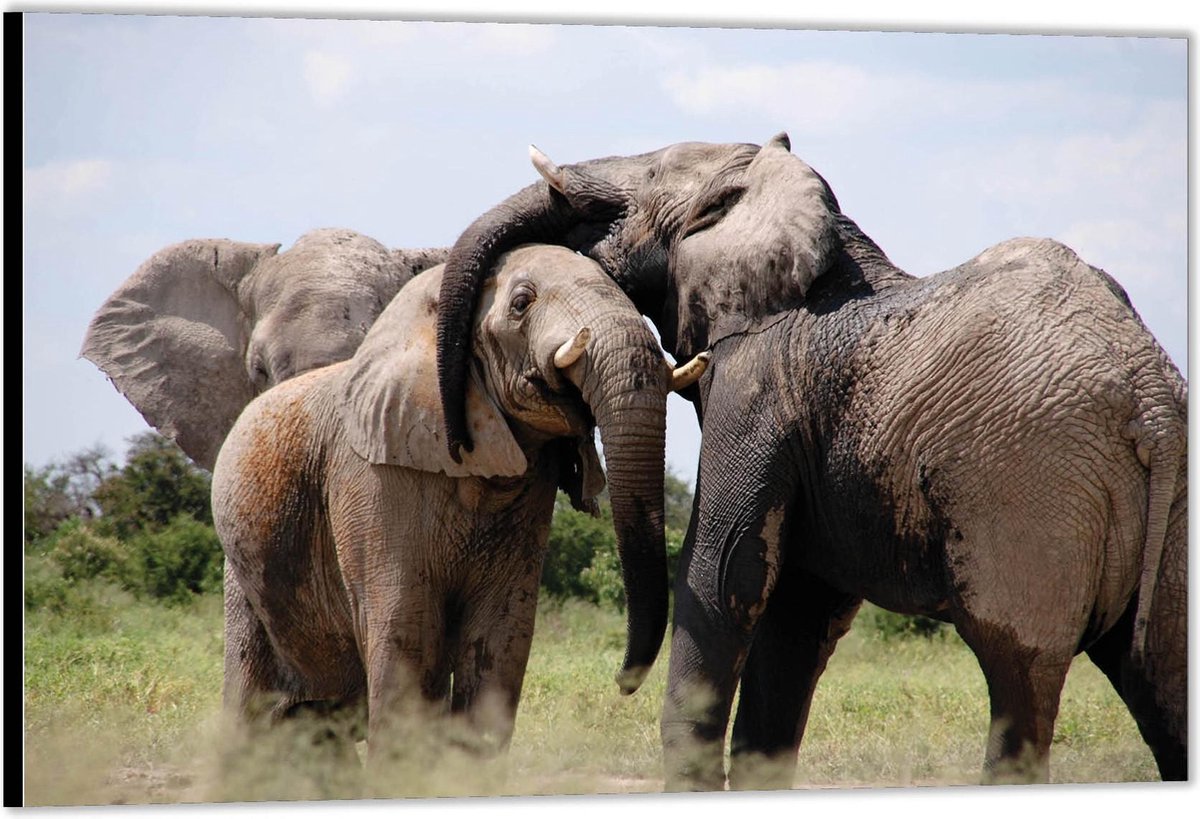 Dibond –Knuffelende Olifanten-90x60 Foto op Aluminium (Met ophangsysteem)