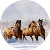 Glasschilderij fotokunst - schilderij - Kudde paarden - Foto print op glas - diameter 80 cm - woonkamer slaapkamer