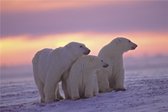 Glasschilderij ijsberen - schilderij fotokunst ijsbeer - Foto print op glas - 120x80 - oranje roze - woonkamer slaapkamer