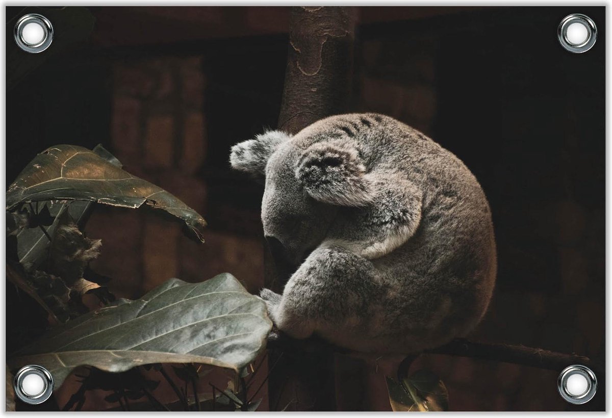 Tuinposter –Koalabeer op Boomstam– 40x30 Foto op Tuinposter (wanddecoratie voor buiten en