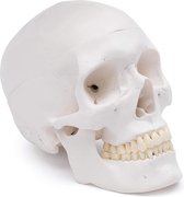 Het menselijk lichaam - anatomie model schedel (3-delig)