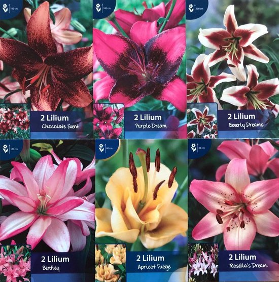 Paquet de bulbes de fleurs Elsa - 24 lys en 6 variétés | bol.com