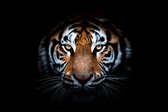 Tiger king 90 x 60  - Plexiglas