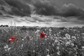 Dimex Poppies Black Vlies Fotobehang 375x250cm 5-banen