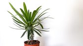 Ikhebeencactus | Madagascar palm | Pachypodium Lamerei | Ø 17 cm |  45 cm