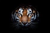 Tiger king 150 x 100  - Dibond + epoxy