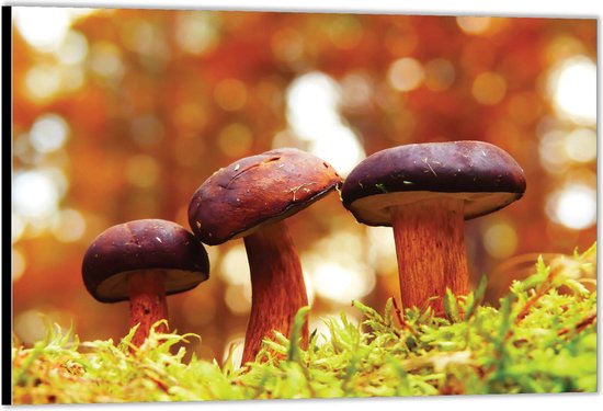 Dibond –Paddenstoelen met Gras– 90x60 Foto op Aluminium (Wanddecoratie van metaal)