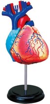 MGM - Explora - Anatomy of the Heart - Anatomy Experience