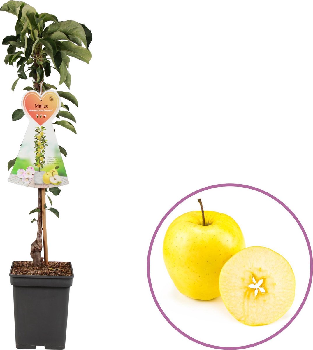 Appelboom - zuilfruitboom, Malus domestica 'Gold Sensation', 70 tm 95cm, winterhard, zelfbestuivend
