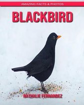 Blackbird