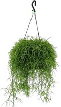 Cactus van Botanicly – Rhipsalis Cassutha in hangpot als set – Hoogte: 25 cm