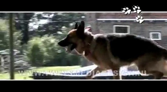 Snuf De Hond - En De IJsvogel