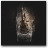 Dibond 70 x 70 cm Animal Photography.