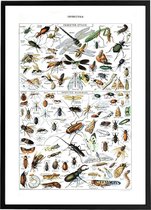 Vintage Poster Insecten - Large 70x50 - Educatief - Insectes - Biologie - Schoolplaat - Retro