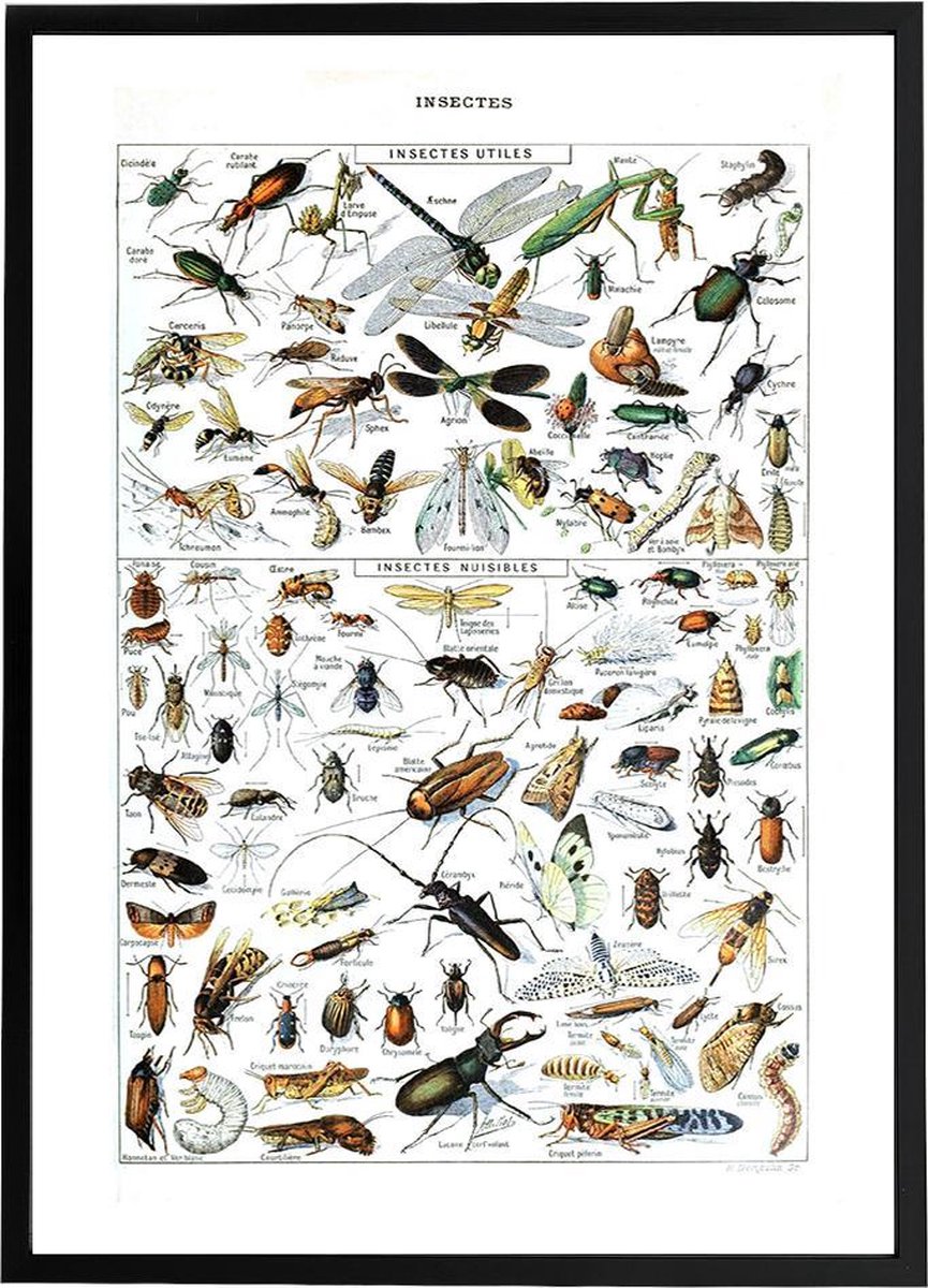 Esque Vintage Poster Insecten - Large 70x50 - Educatief - Insectes - Biologie - Schoolplaat - Retro Losse Poster