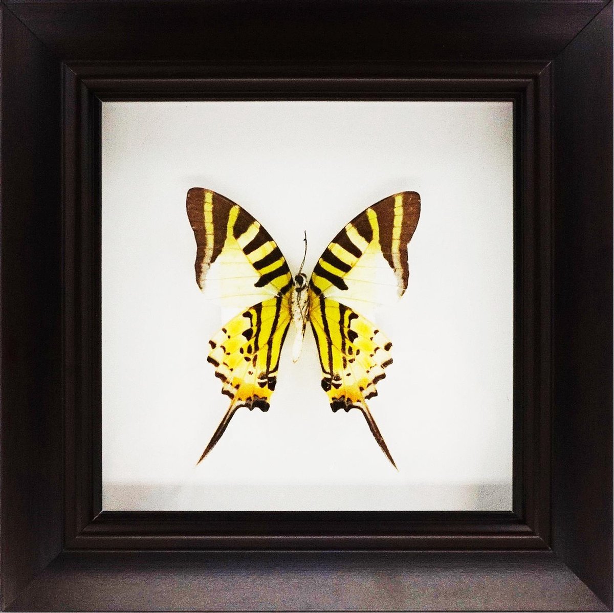 Decoratief opgezette vlinder in zwarte 3D lijst