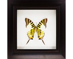 Decoratief opgezette vlinder in zwarte 3D lijst