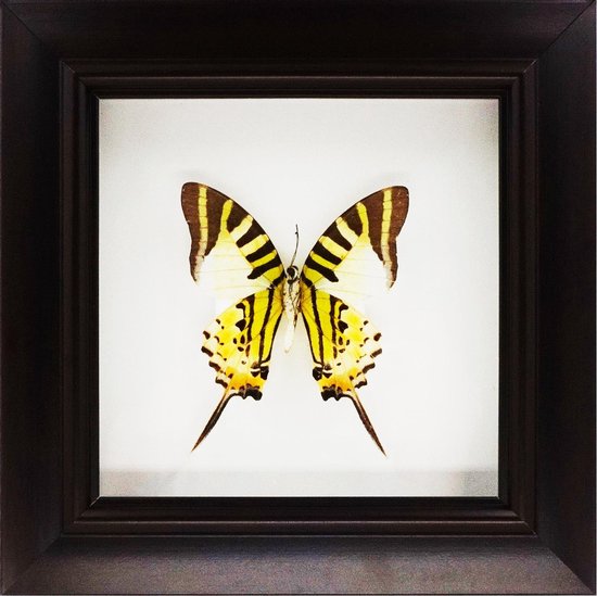 Decoratief opgezette vlinder in zwarte 3D lijst