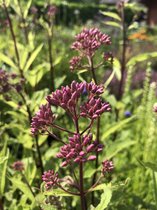 6 x Eupatorium maculatum 'Purple Bush' - Koninginnekruid - P9 Pot (9 x 9cm) - Dima Vaste Planten