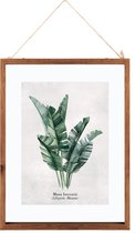 Glazen Frame Met Botanische Illustratie Musa - Poster Plant - Print Tekening met Lijst - 38x48 cm