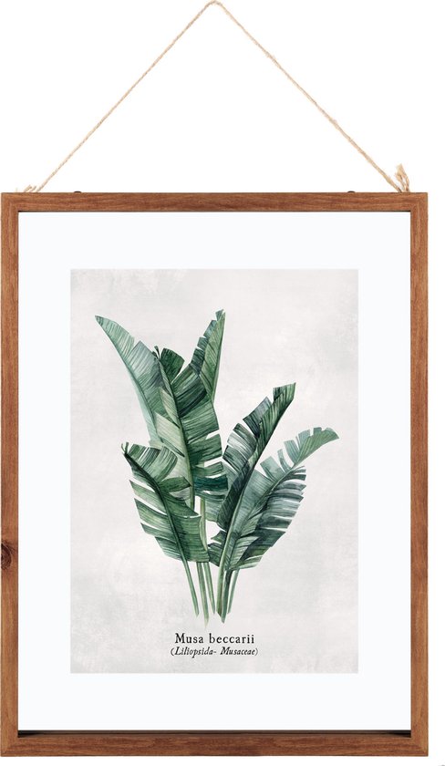 Frame Met Illustratie Musa - Poster Plant - Print Tekening met Lijst... | bol.com