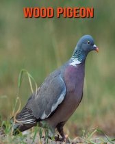 Wood Pigeon