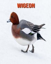 Wigeon