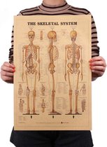 Poster - Het Skelet - Vintage - De Mens - Het Menselijk Lichaam - Kaart - Visueel - Kraftpapier - Encyclopedie - Woondecoratie - Muur - Ophangen - Decoratie - 3 X skelet