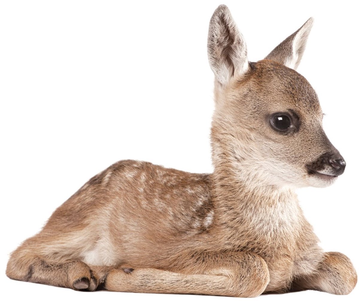 KEK Amsterdam Forest Friends: Deer - Muursticker - Multicolor