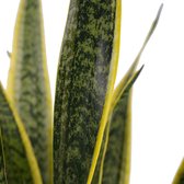 Decorum Sansevieria - Kamerplant - vrouwentong - Laurentii XL -  met Elho pot antreciet