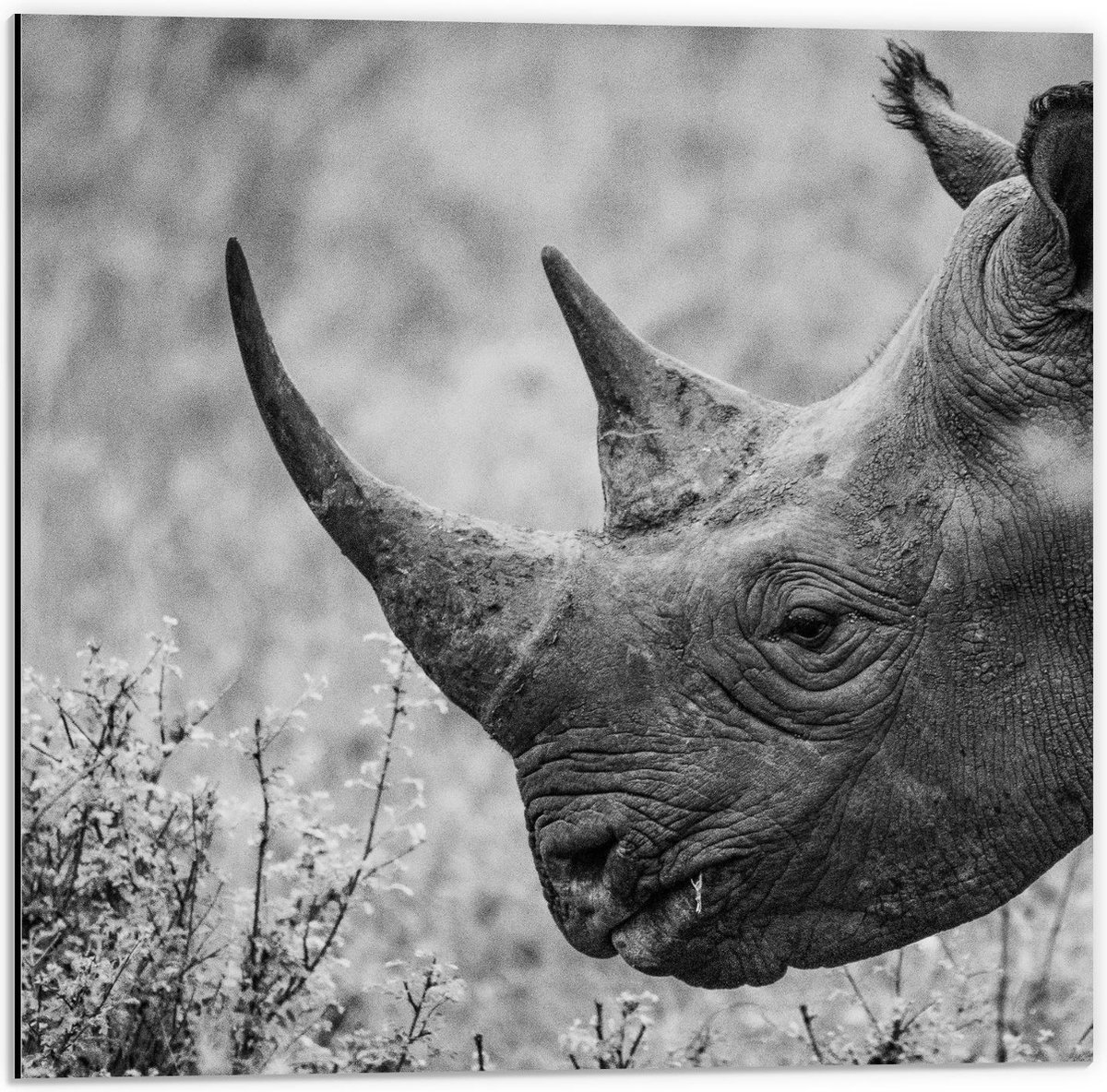 Dibond - Neushoorn die Eet Zwart-Wit - 50x50cm Foto op Aluminium (Met Ophangsysteem)