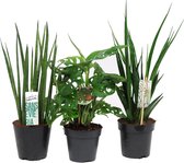 Mix van 3 kamerplanten - Gatenplant - Sansevieria en Monstera