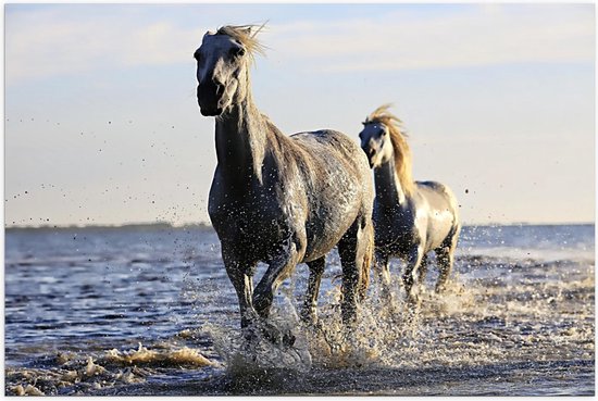 Poster – Galopperende Paarden in het Water - 120x80cm Foto op Posterpapier