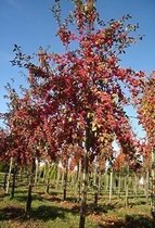 Japanse wilde sierappel - Malus ‘Red Sentinel’ | Omtrek: 14-18 cm | Hoogte: 350 cm