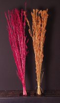 Droogbloemen | Gras | Pluimen | Alfonsogras | 100cm | circa. 25 stuks | Terracota | Koraalrood
