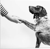 Acrylglas - Hond die een Poot geeft in Zwart Wit  - 50x50cm Foto op Acrylglas (Met Ophangsysteem)