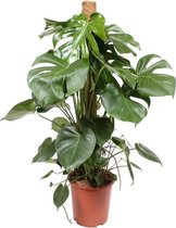 Monstera Deliciosa mosstok 120 cm