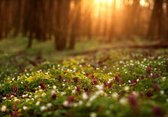 Schilderij natuur en bos - Bloemen in het bos - Foto op canvas - canvasposter met ophangsysteem. - 120 x 80 cm