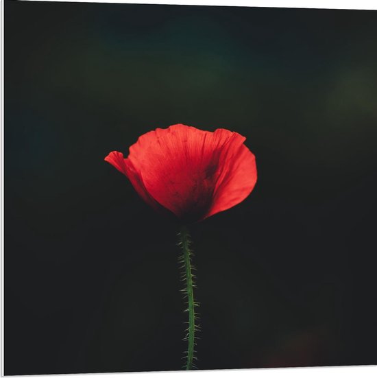 Forex - Rood Bloempje Zwarte Achtergrond - 80x80cm Foto op Forex
