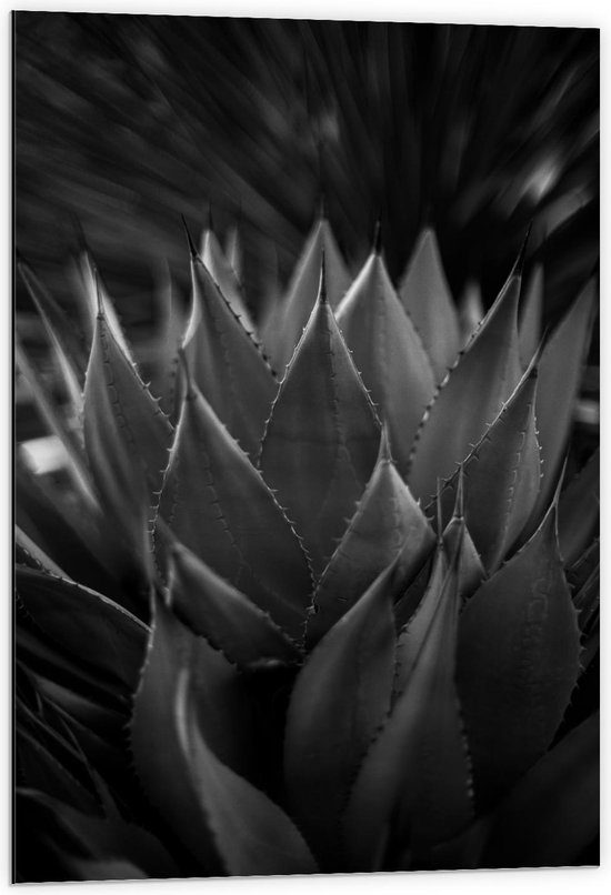 Dibond - Close Up Plant (Zwart Wit) - 60x90cm Foto op Aluminium (Met Ophangsysteem)