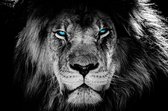 Canvasdoek - Schilderij - Leeuw Lion Blauwe Ogen Aan De Muur Natuur - Zwart, Wit En Blauw - 100 X 150 Cm