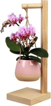 Orchidee | Trésor Pirouette Roze  | Living Collection